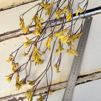 Preserved / Naturally Dried Kangaroo Paw