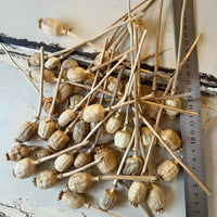 Naturally Dried Poppy Pods* / Papaver - natural brown
