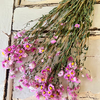 天然干燥的 Rhodanthe 永生雏菊花束