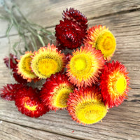 Naturally Dried Strawflower Daisy flower bunch - Helichrysum / Everlasting / Paper Daisy - stems / heads