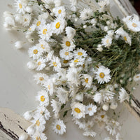 天然干燥的 Rhodanthe 永生雏菊花束