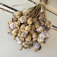 Dried Poppy Pods / Papaver - natural brown