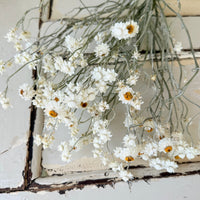 Naturally Dried Mini Everlasting Paper Daisy / Ammobium Daisy / Winged Everlasting - White