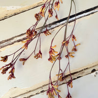 Preserved / Naturally Dried Kangaroo Paw
