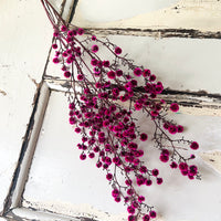 Dried Strillingia with pods