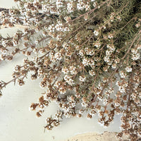 Naturally Dried Ti Tree / Tea Tree - green white