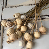 Dried Poppy Pods / Papaver - natural brown