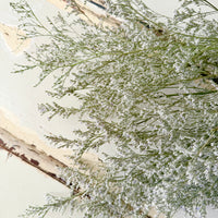 Naturally Dried / Prserved Misty | Limonium | Sea Lavender