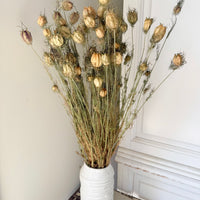 Dried Nigella Pod