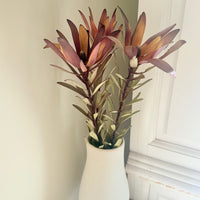 Naturally Dried / Preserved Leucadendron - Native