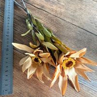 Dried Leucadendron - Australian Native