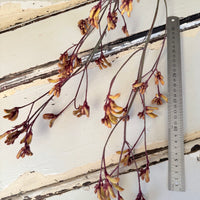Preserved / Naturally Dried Kangaroo Paw