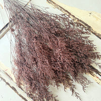 Soft / Vivid Hue Preserved Limonium | Misty | Sea Lavender