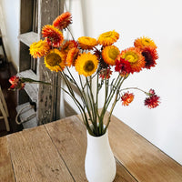 Naturally Dried Strawflower Daisy flower bunch - Helichrysum / Everlasting / Paper Daisy - stems / heads