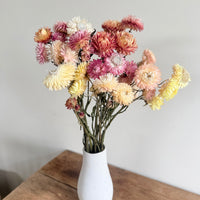 天然干燥的草花雏菊花束 - 蜡菊 / 永生菊 / 纸雏菊 - 茎 / 头