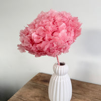 Preserved Hydrangea Stem