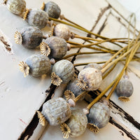 Naturally Dried Poppy Pods / Papaver - natural brown