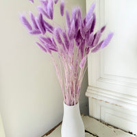 Dried Bunny Tail / Lagurus Ovatus