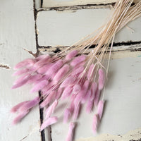 Dried Bunny Tail / Lagurus Ovatus