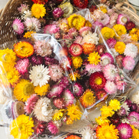 Naturally Dried Strawflower Daisy flower bunch - Helichrysum / Everlasting / Paper Daisy - stems / heads