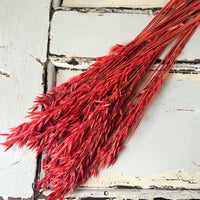 Naturally Dried / Coloured Oat / Avena