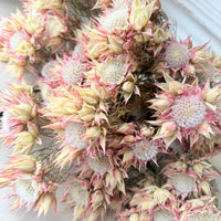 Naturally Dried Blushing Bride - natural pink