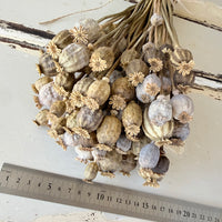 Dried Poppy Pods / Papaver - natural brown