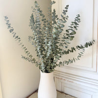 Dried Gum / Eucalyptus - natural green