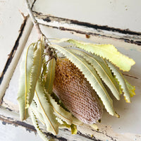 Naturally Dried Banksia & King Protea & Protea - Australian Native