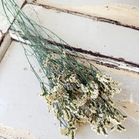 Preserved Crystal Grass / Caspea