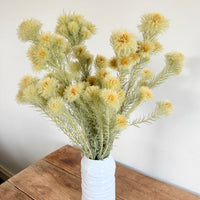 Dried Philyca Flowers - natural green beige
