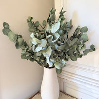 Naturally Dried Gum / Eucalyptus - natural green