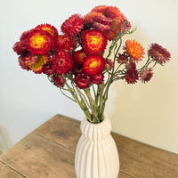 Naturally Dried Strawflower Daisy flower bunch - Helichrysum / Everlasting / Paper Daisy - stems / heads