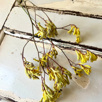 Preserved / Naturally Dried Kangaroo Paw