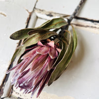 Naturally Dried Banksia & King Protea & Protea - Australian Native