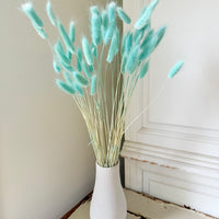 Dried Bunny Tail / Lagurus Ovatus