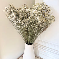 Preserved Crystal Grass / Caspea