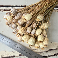 Dried Poppy Pods / Papaver - natural brown