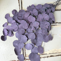 保存的桉树/树胶