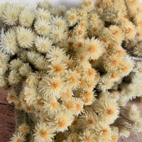 Dried Philyca Flowers - natural green beige