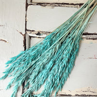 Naturally Dried / Coloured Oat / Avena