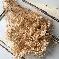 Preserved Baby's Breath