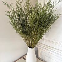 Soft / Vivid Hue Preserved Limonium | Misty | Sea Lavender