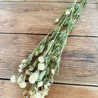 自然干燥的草莓田/千日红