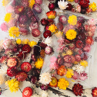 Naturally Dried Strawflower Daisy flower bunch - Helichrysum / Everlasting / Paper Daisy - stems / heads