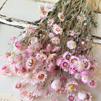 天然干燥的 Rhodanthe 永生雏菊花束