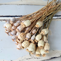 Dried Poppy Pods / Papaver - natural brown
