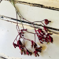 Preserved / Naturally Dried Kangaroo Paw