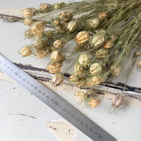 Dried Nigella Pod