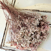 保存水晶草/卡斯佩亚